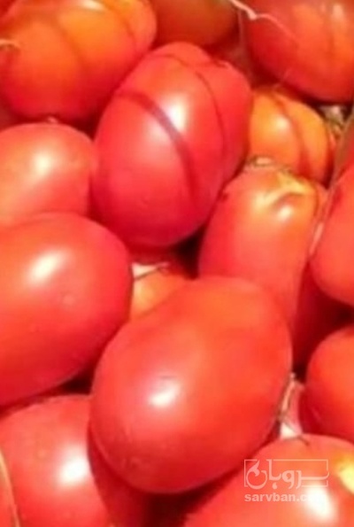 فروش گوجه فرنگی