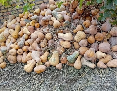 فروش کدو حلوایی