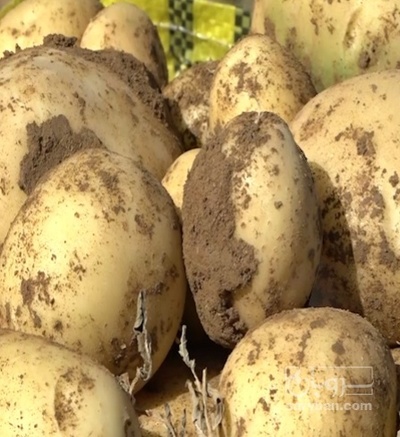 فروش سیب زمینی اگریا بذری