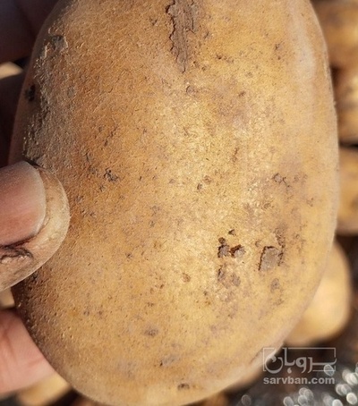 فروش سیب زمینی میروا