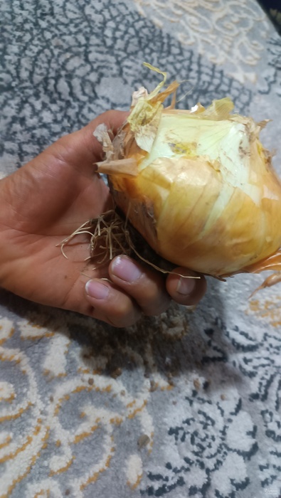 فروش پیاز زرد پی اس صادراتی