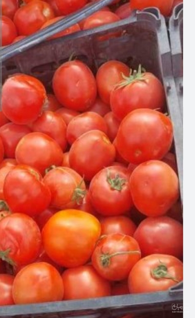 فروش گوجه فرنگی