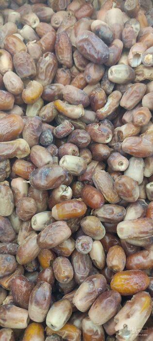 فروش خرما خشک