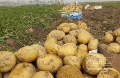 فروش سیب زمینی سانتا