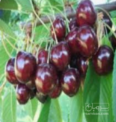 فروش گیلاس