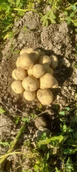 فروش سیب زمینی سانتا گرد ۱۴۰۰