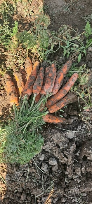 فروش هویج بذر بی‌جو ناتونا ترک