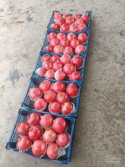 فروش انار رباب دانه سیاه