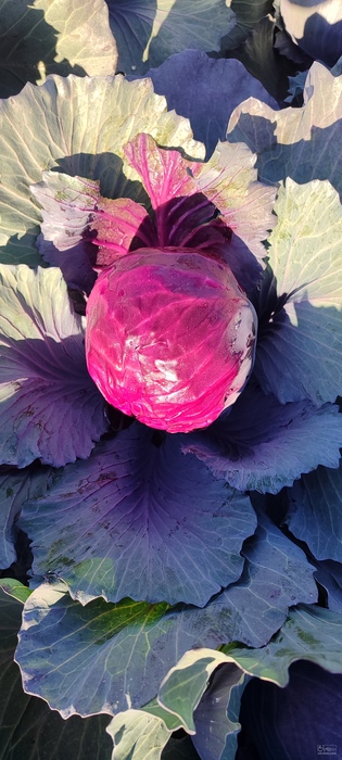 فروش کلم بنفش