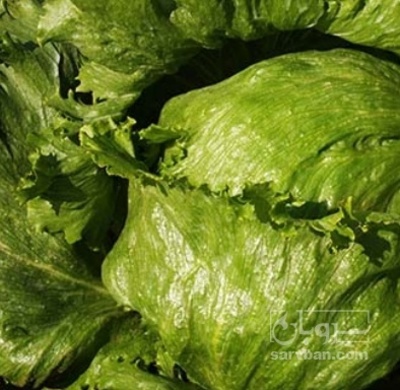 فروش کاهو ایسبرگ سبدی