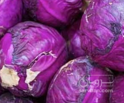 فروش کلم برگی بنفش