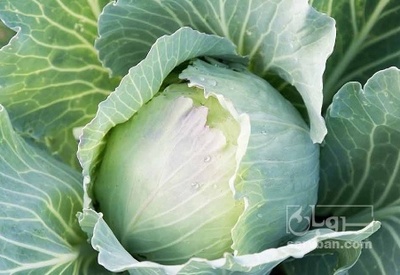 فروش کلم برگی سفید