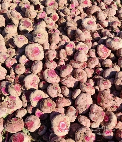 فروش چغندر لبو