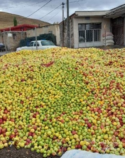 فروش سیب زیر درختی