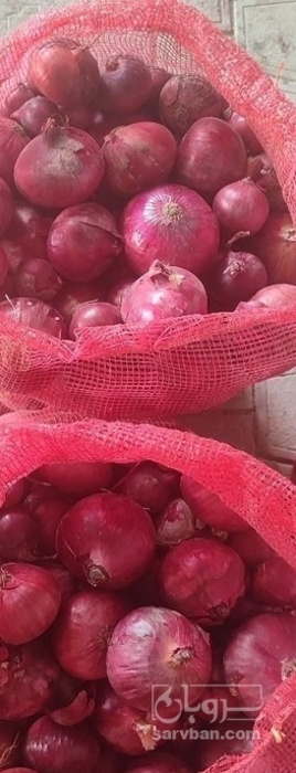 فروش پیاز قرمز