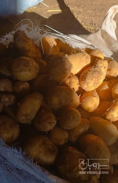 فروش سیب زمینی جلی بذری