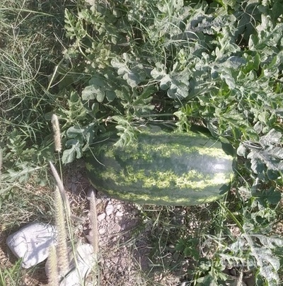 فروش هندوانه بیضی