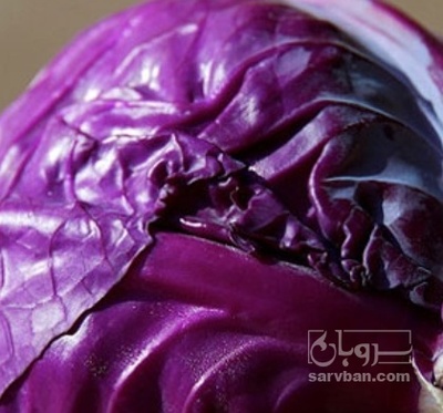 فروش کلم برگی قرمز