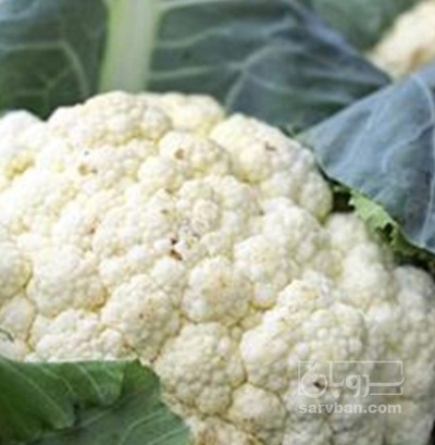 فروش گل کلم