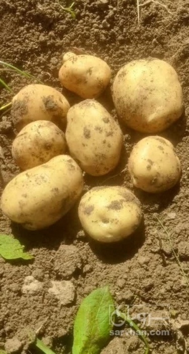 فروش سیب زمینی جلی