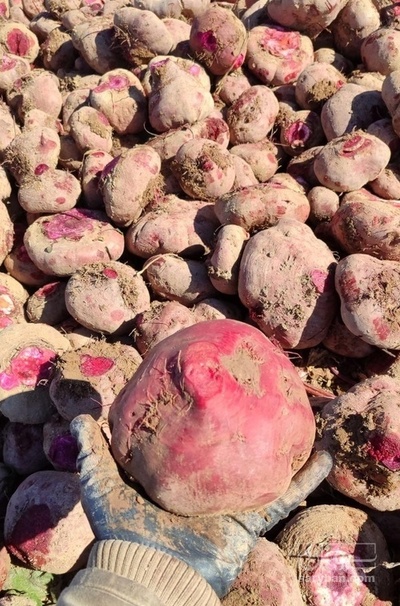 فروش چغندر لبو دامی