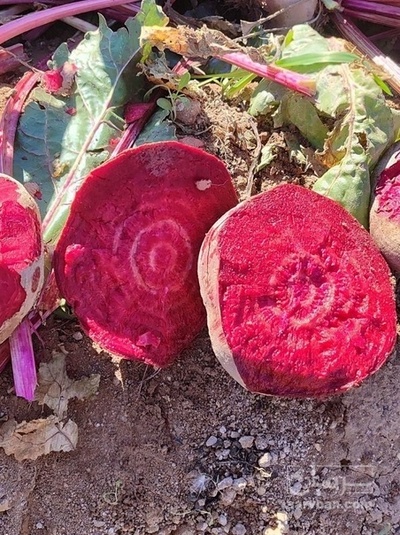 فروش چغندر لبو