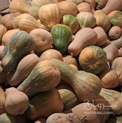 فروش کدو حلوایی