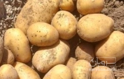 فروش سیب زمینی