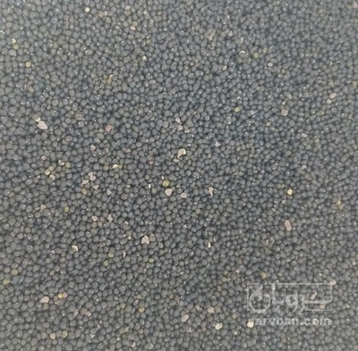 فروش ماش سیاه