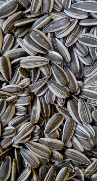 فروش تخمه آفتابگردان خام