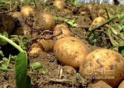 فروش سیب زمینی سانتا