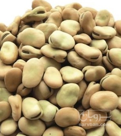 فروش باقلا تازه - باقالی - باقالا