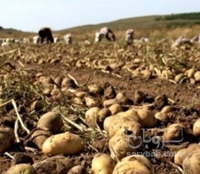 فروش سیب زمینی جلی