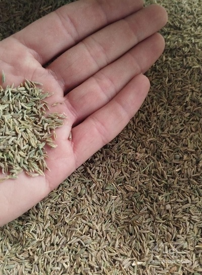 فروش زیره (گیاه‌ دارویی)