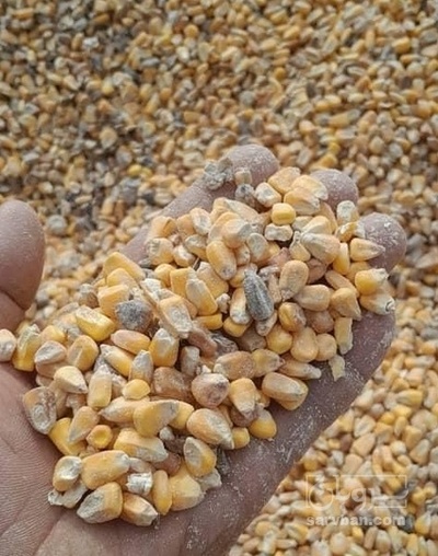 فروش ذرت