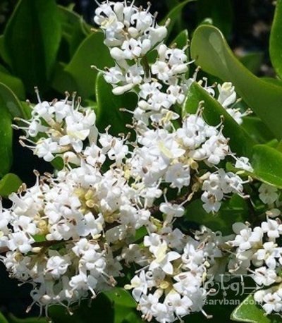 فروش گلدان  یاس هلندی