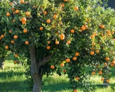 فروش پرتقال