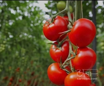 فروش گوجه فرنگی 4129