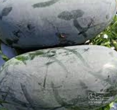 فروش هندوانه بیضی سیاه