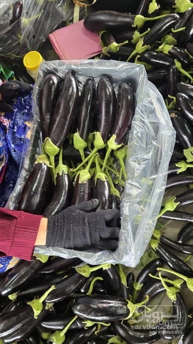 فروش بادمجان صادراتی 2