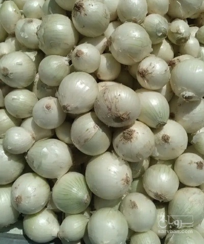 فروش پیاز سفید