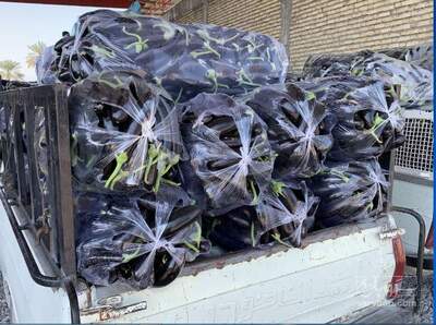 فروش بادمجان صادراتی