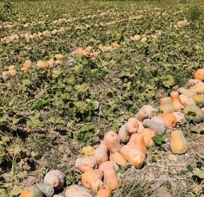 فروش کدو حلوایی