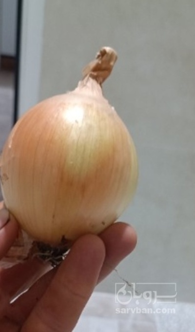 فروش پیاز زرد طلایی