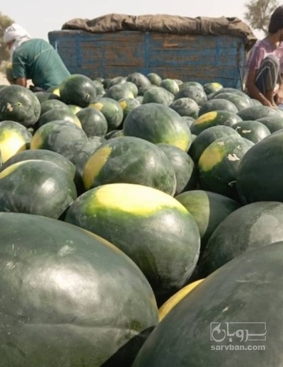فروش هندوانه بیضی سیاه