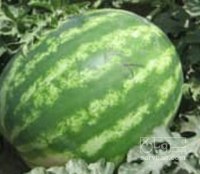 فروش هندوانه گرد خطی