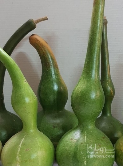 فروش کدو قلیانی دونه آیی