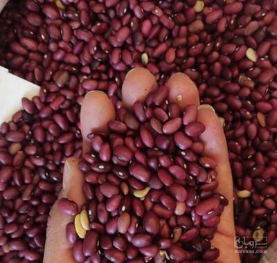 فروش لوبیا قرمز