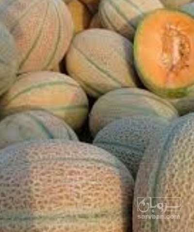 فروش طالبی جانا