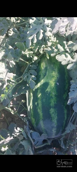 فروش هندوانه